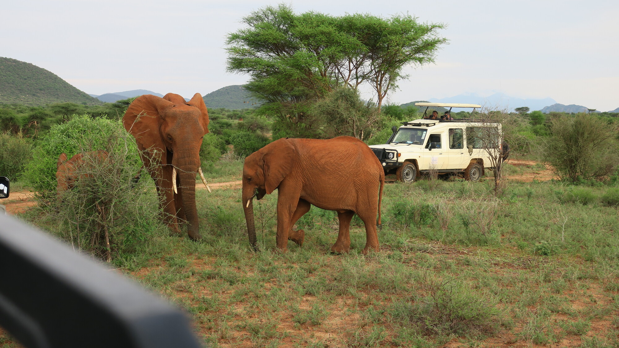 Elefantes en Samburu Kenia 