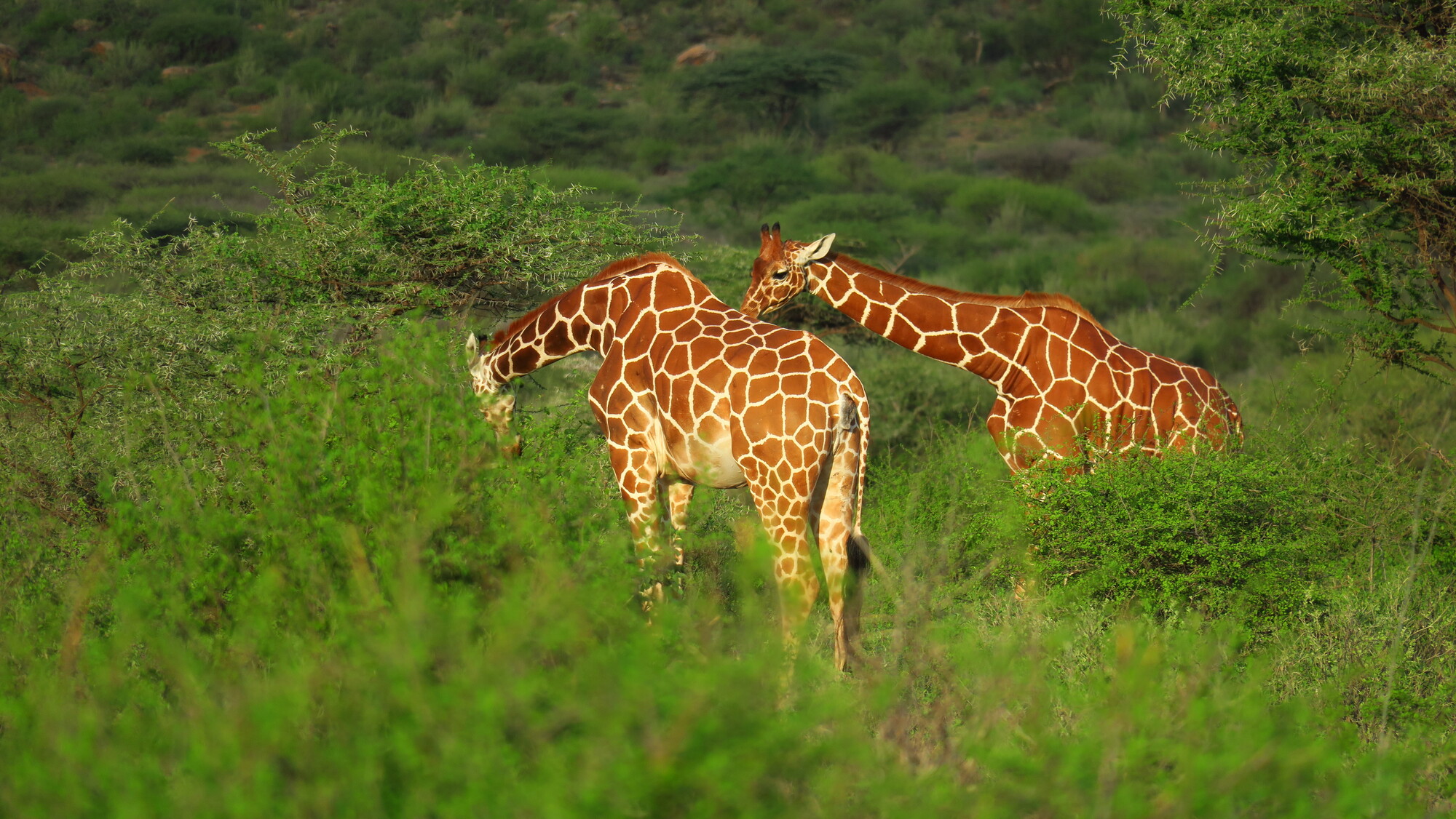 dos jirafas reticuladas en Samburu Kenia
