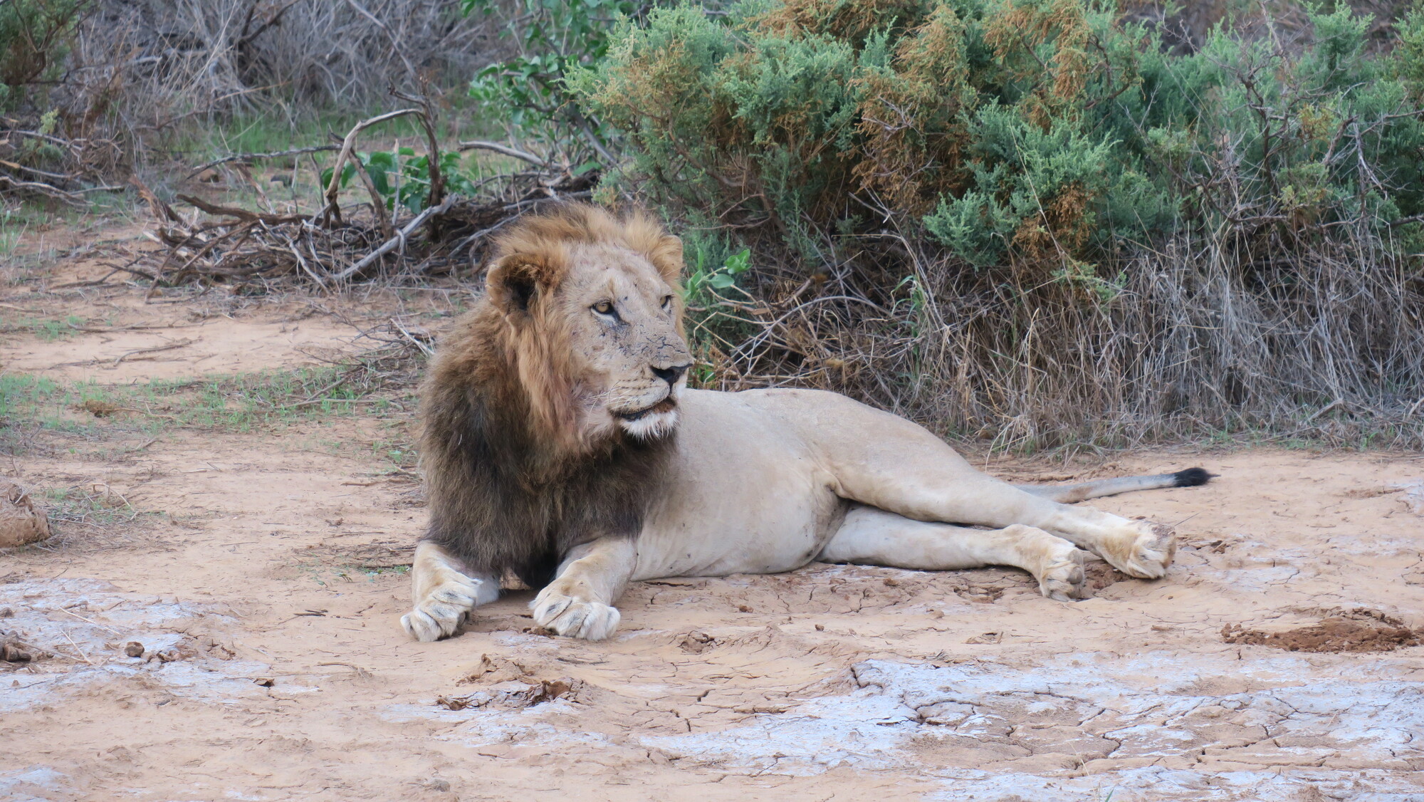 Un león macho durante nuestro safari en Samburu en Kenia