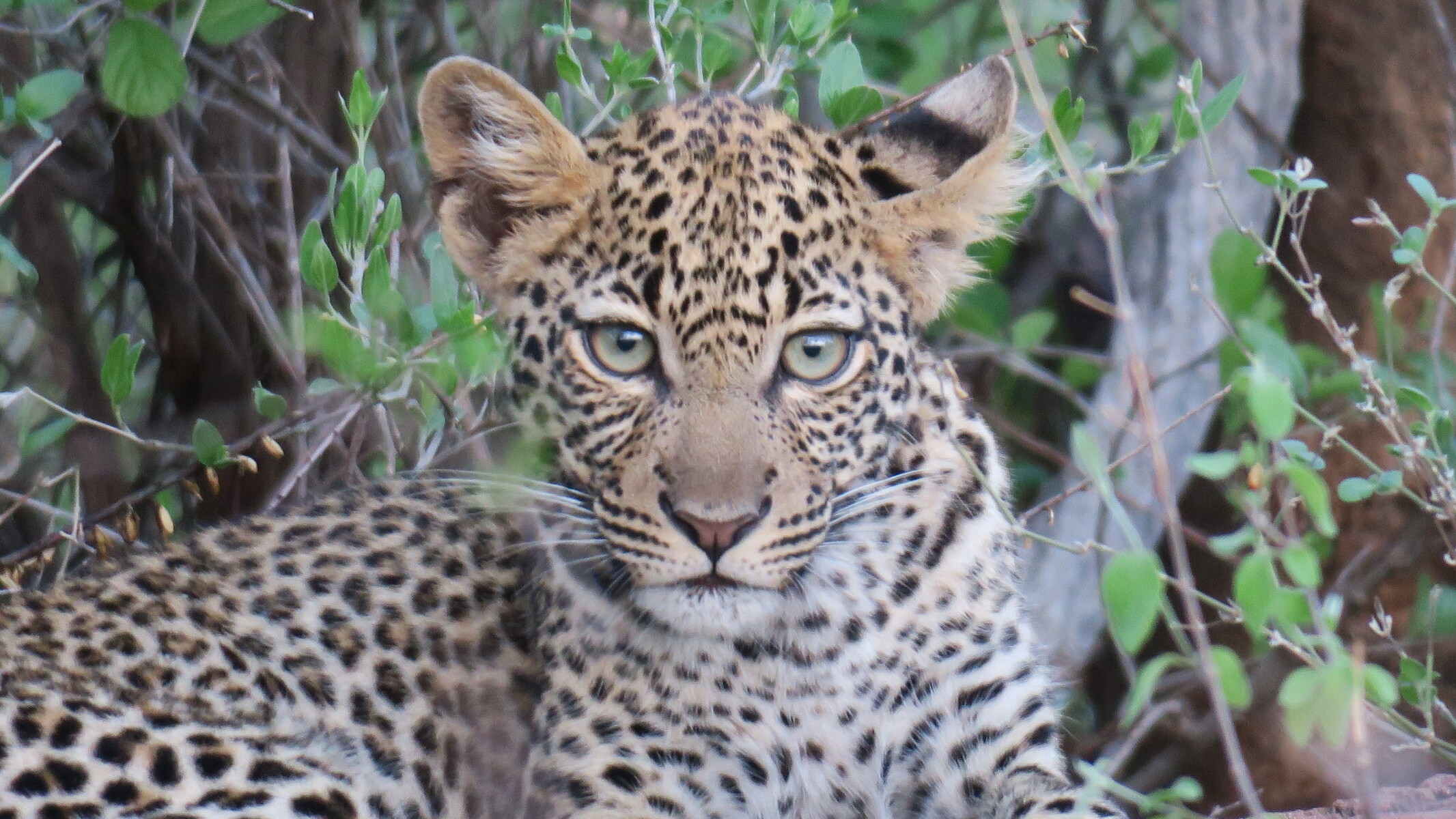 Primer plano de una cría de Leopardo en Samburu.