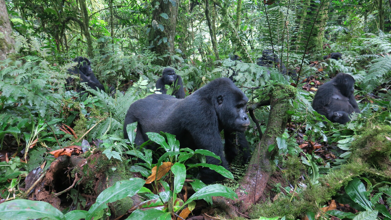 grupo de gorilas en bwindi,  durante el trekking de los gorilas.