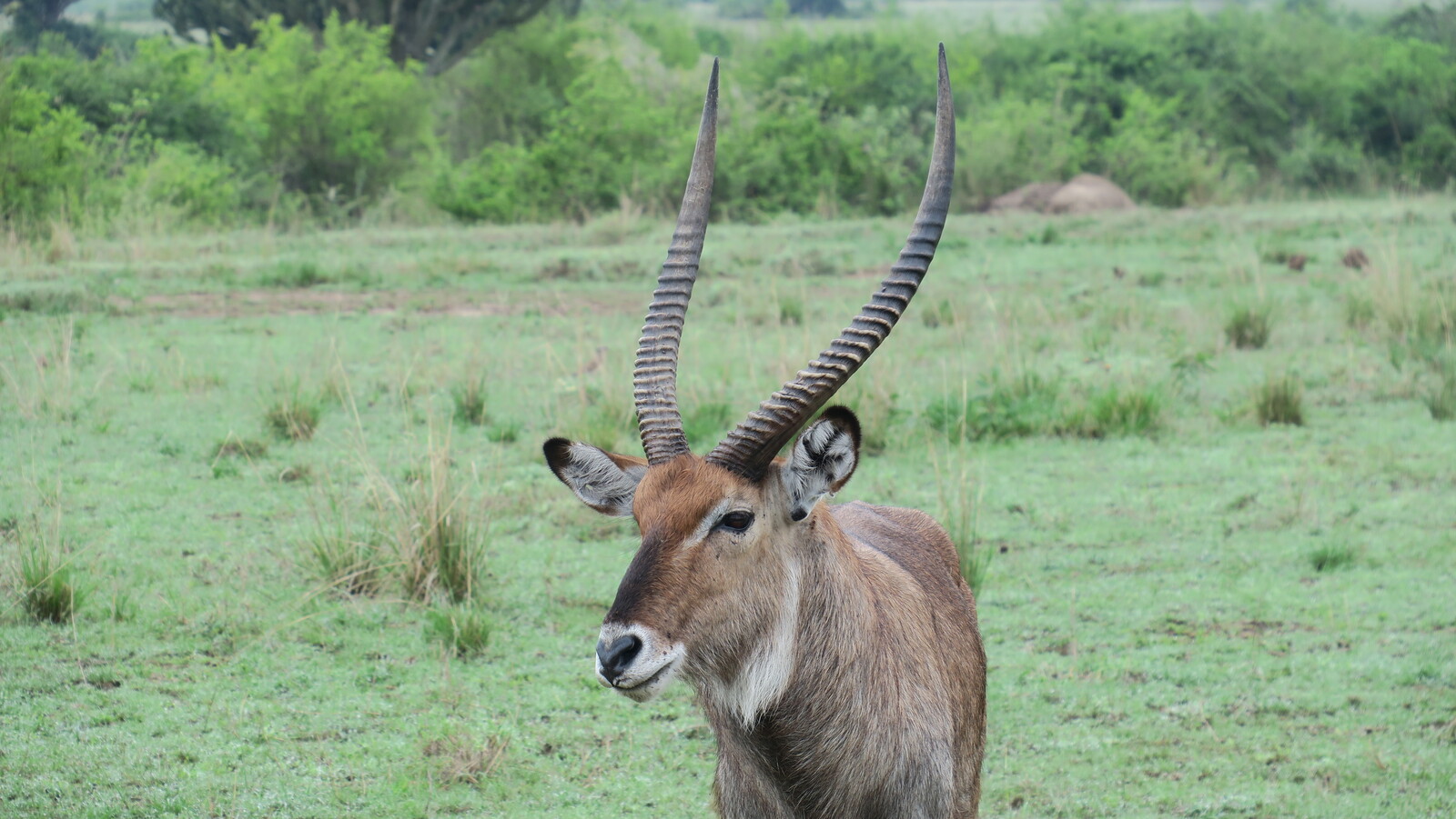 Waterbuck durante nuestro safari en Queen Elizabeth
