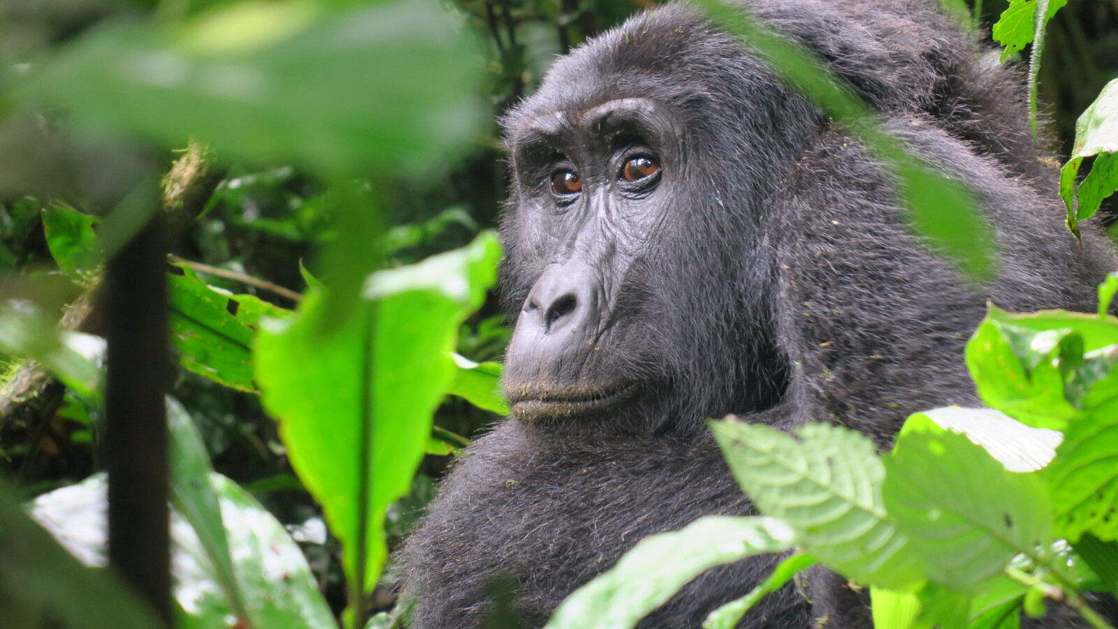 foto tomada durante nuestro trekking en uganda para ver gorilas.
