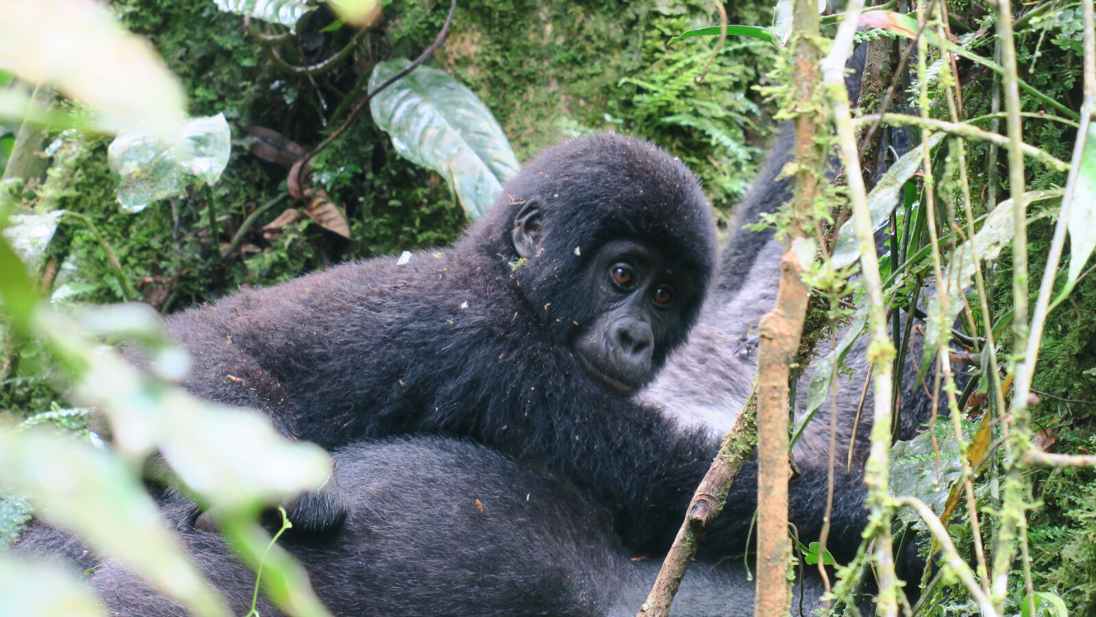 cría de gorila en Uganda durante nuestro viaje
