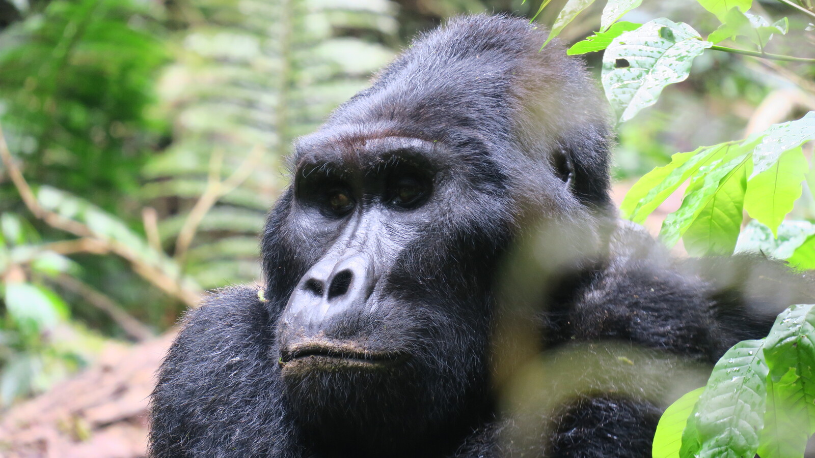 ver gorilas en uganda